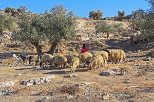 Shepherdess Tending Her Sheep In Jerusalem.