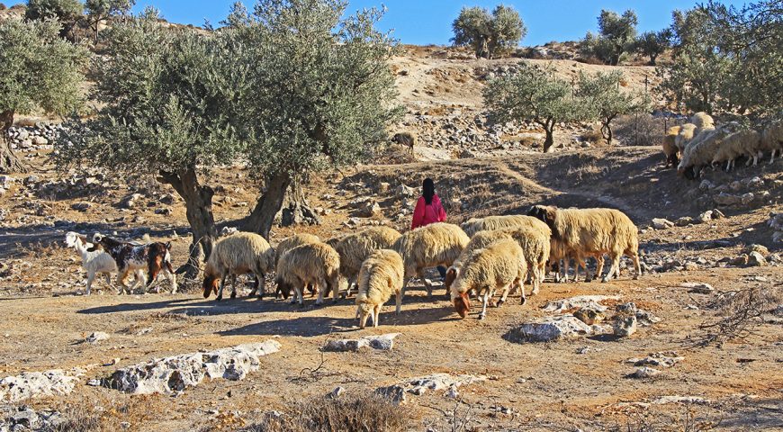 shepherdess-tending-her-sheep-in-jerusalem