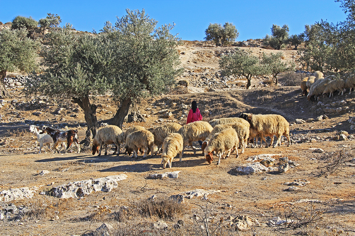 A Shepherdess Tending Her Sheep