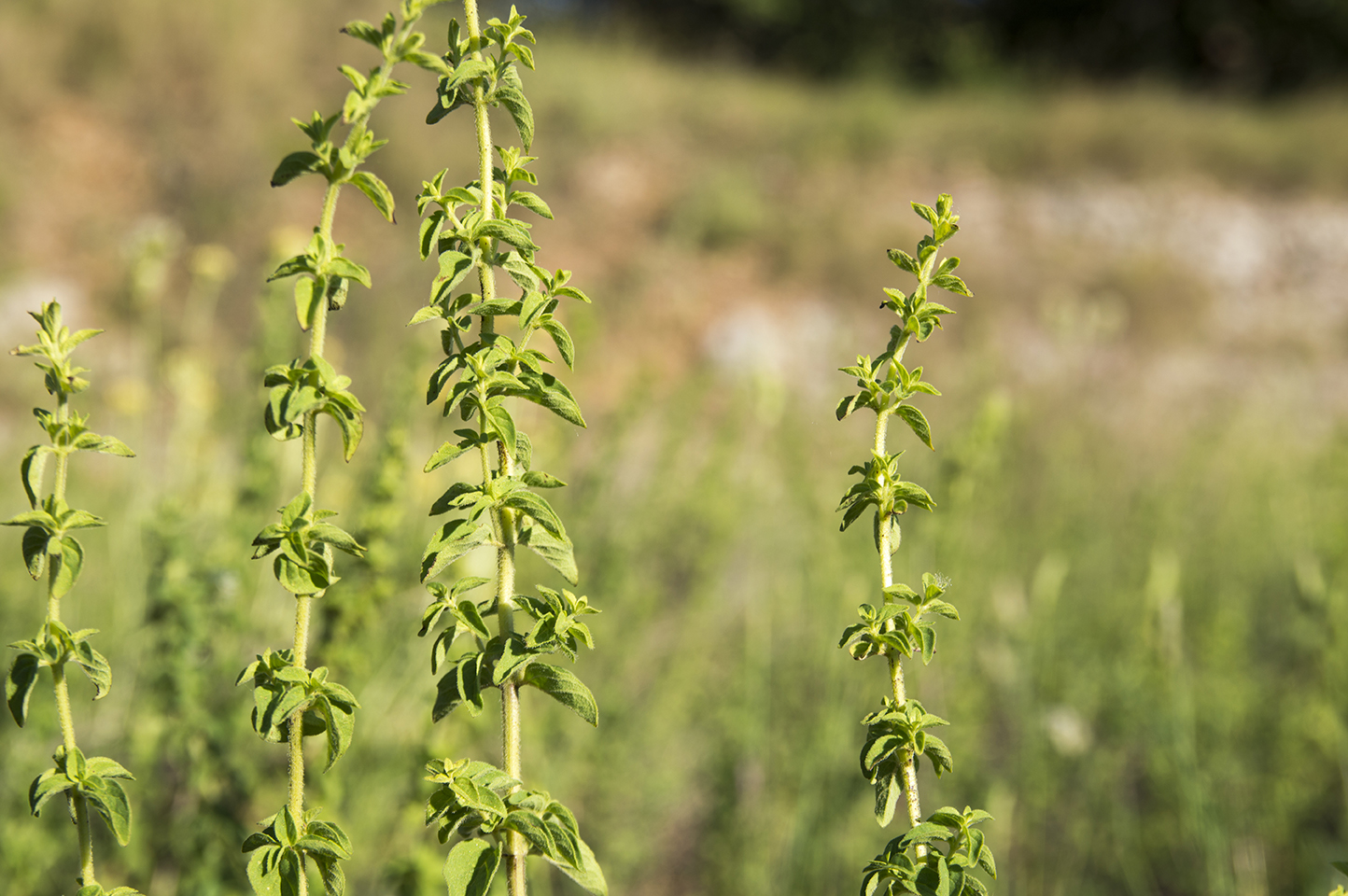 Wild Oregano